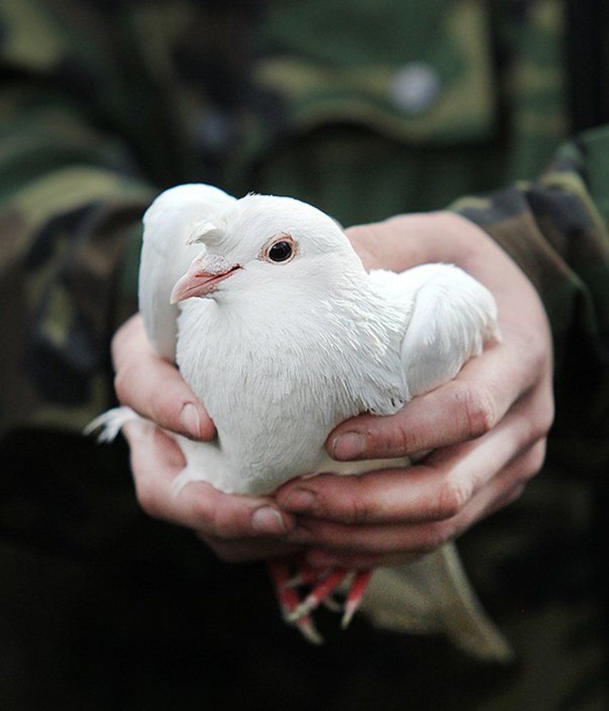 Голубь мира