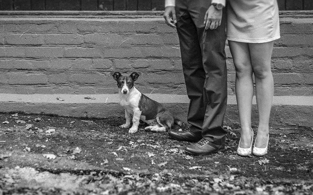 Пёсик Эрвитта