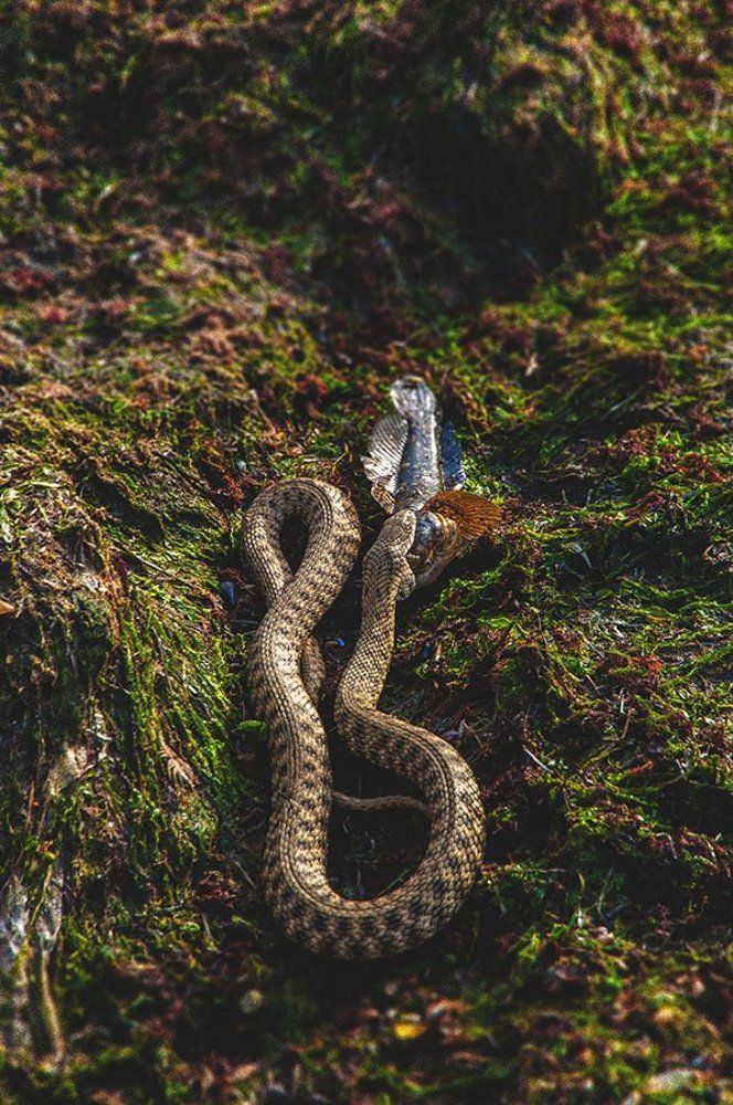 Смертельная петля