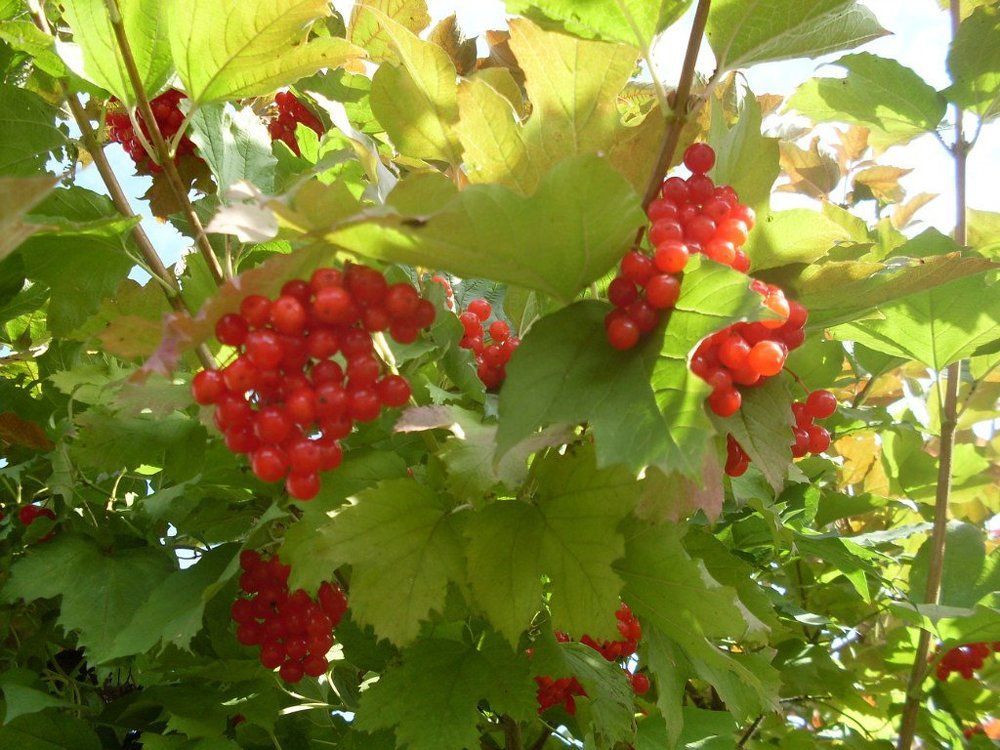 "Ягода калина"