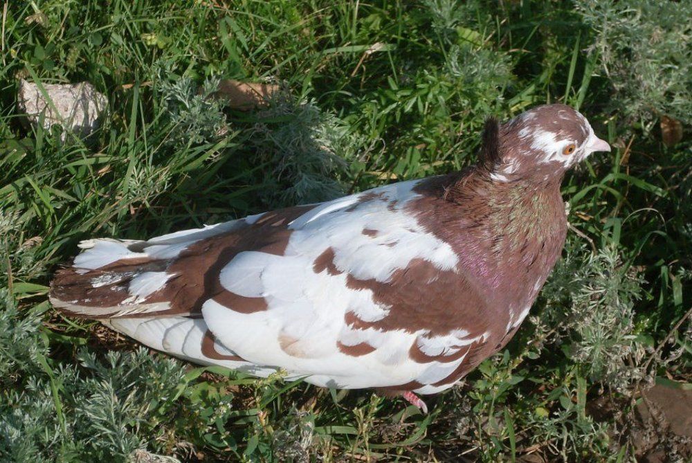 "Птица не певчая"