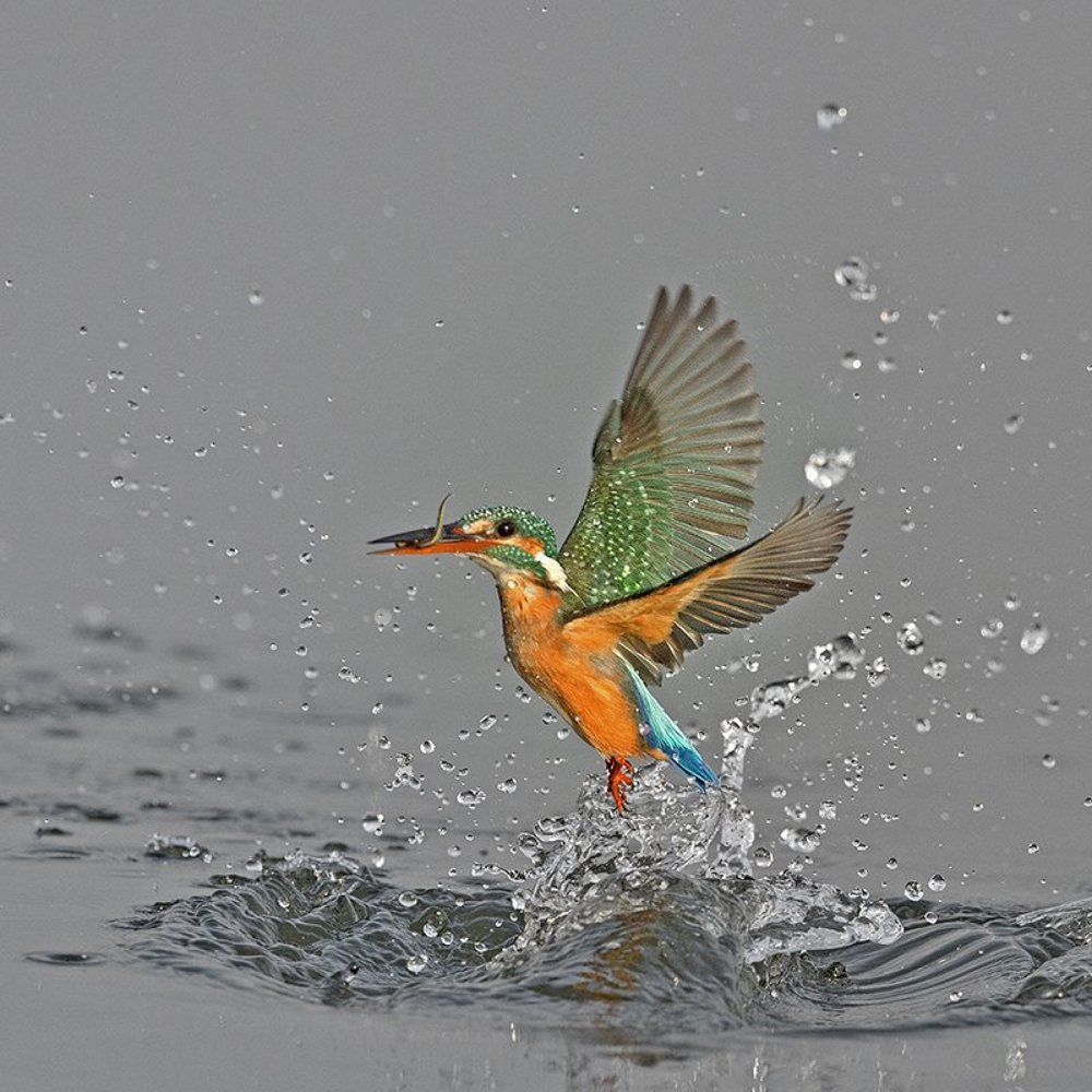 Faster - Fastes  Diver