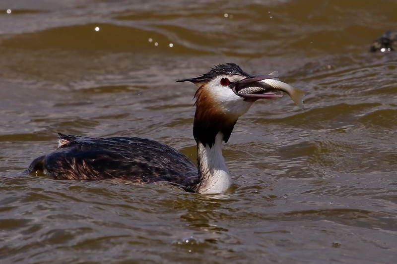 Gregory Prokopov, Russia