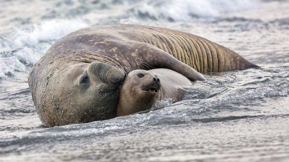 Я подарю тебе звезду...