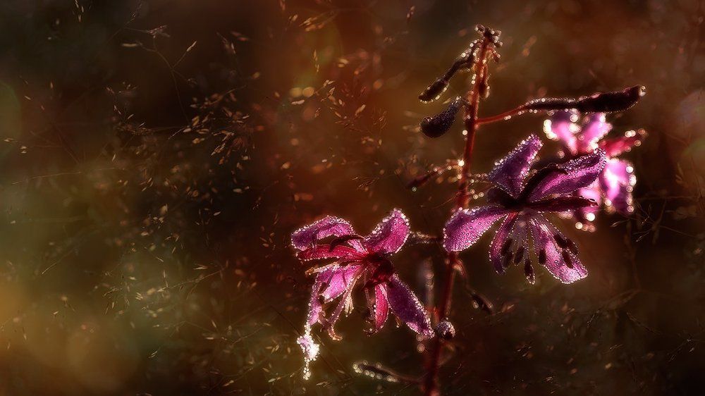 Дрёма луговая