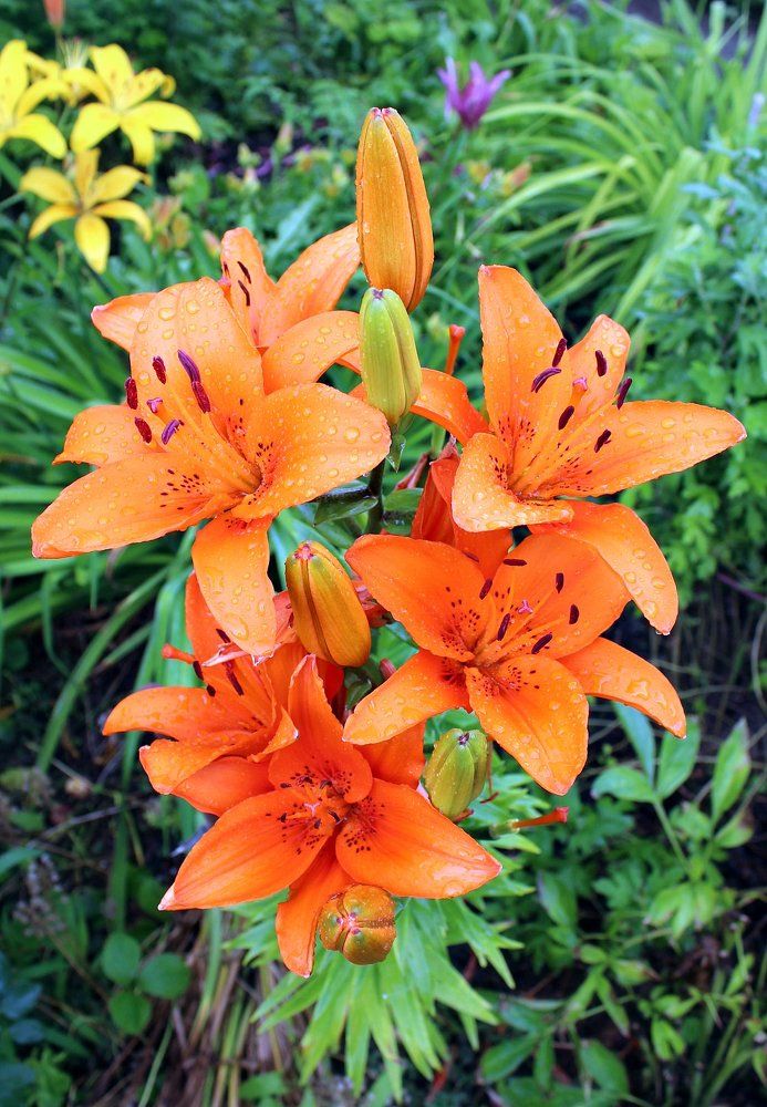 После дождика в четверг