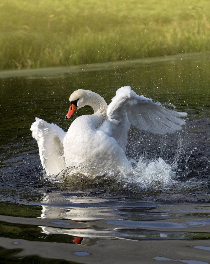Купание белого лебедя