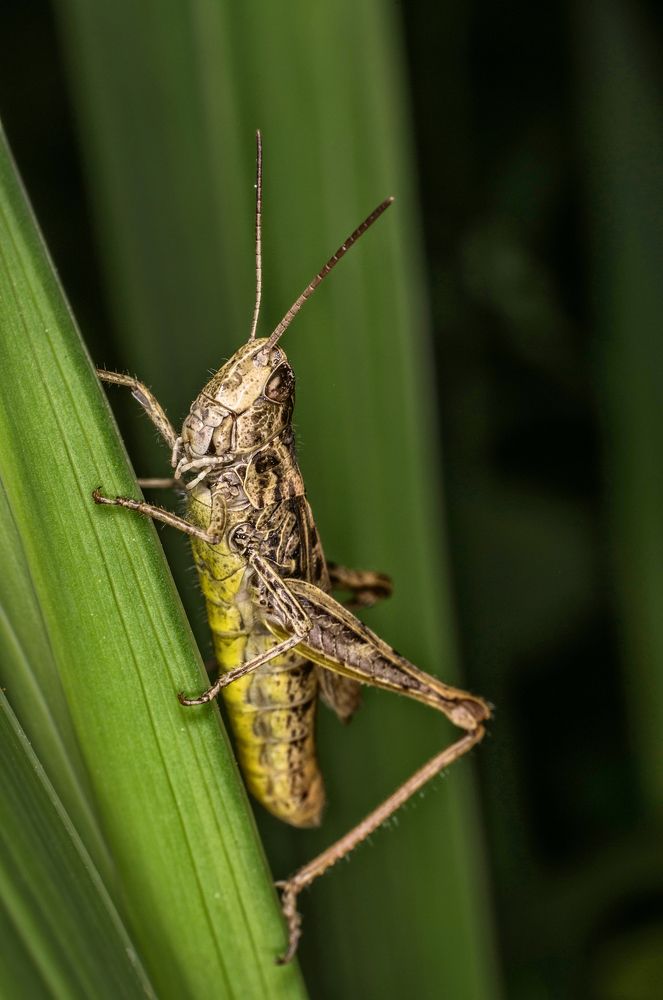 Кузнечик