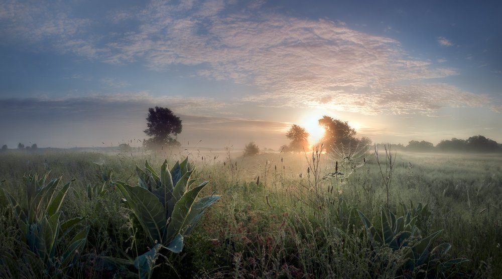 Туман  и солнце,-день  чудесный!!!