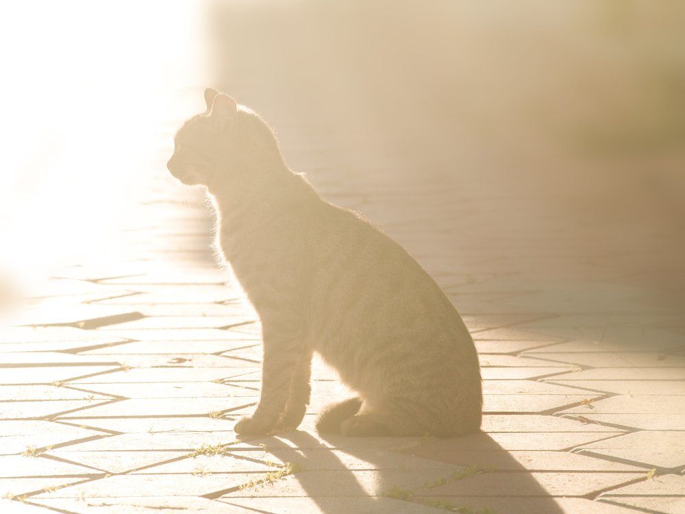 In the rays of winter sun...