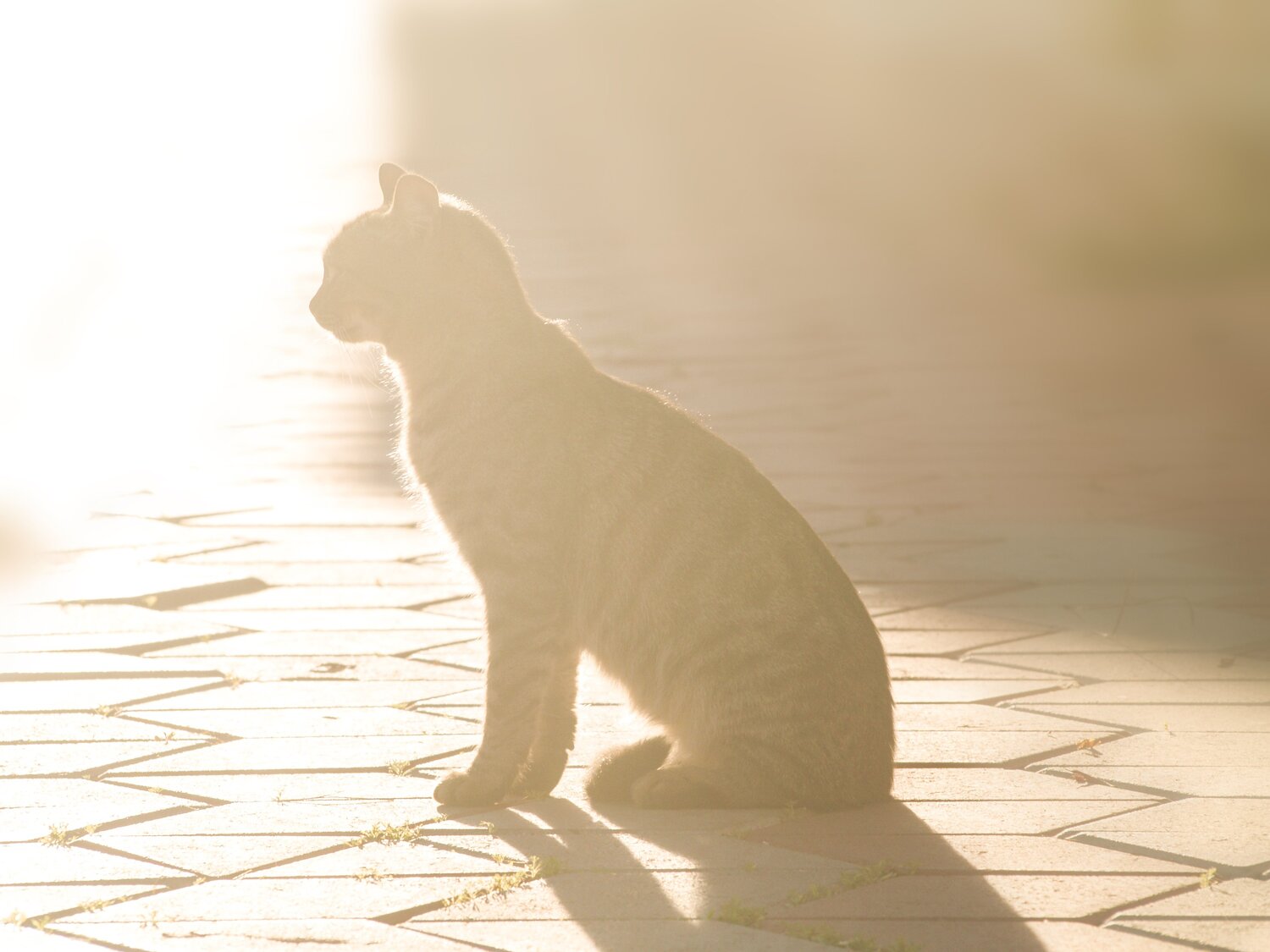 In the rays of winter sun...