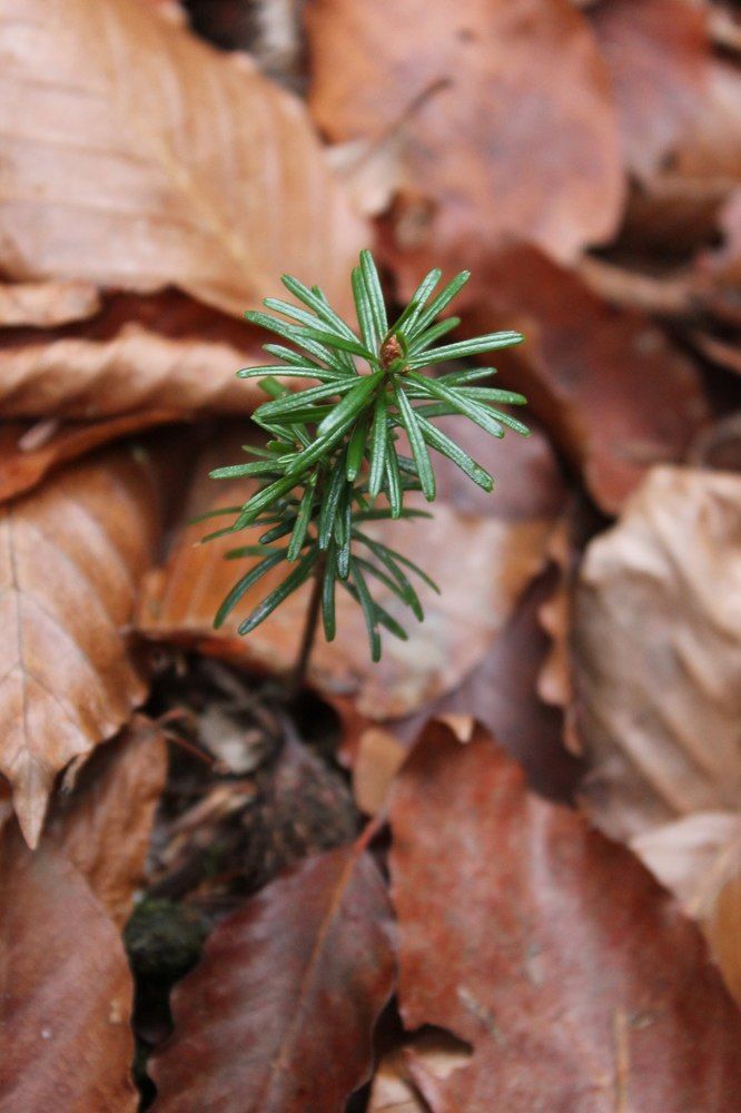 Новорожденный леса