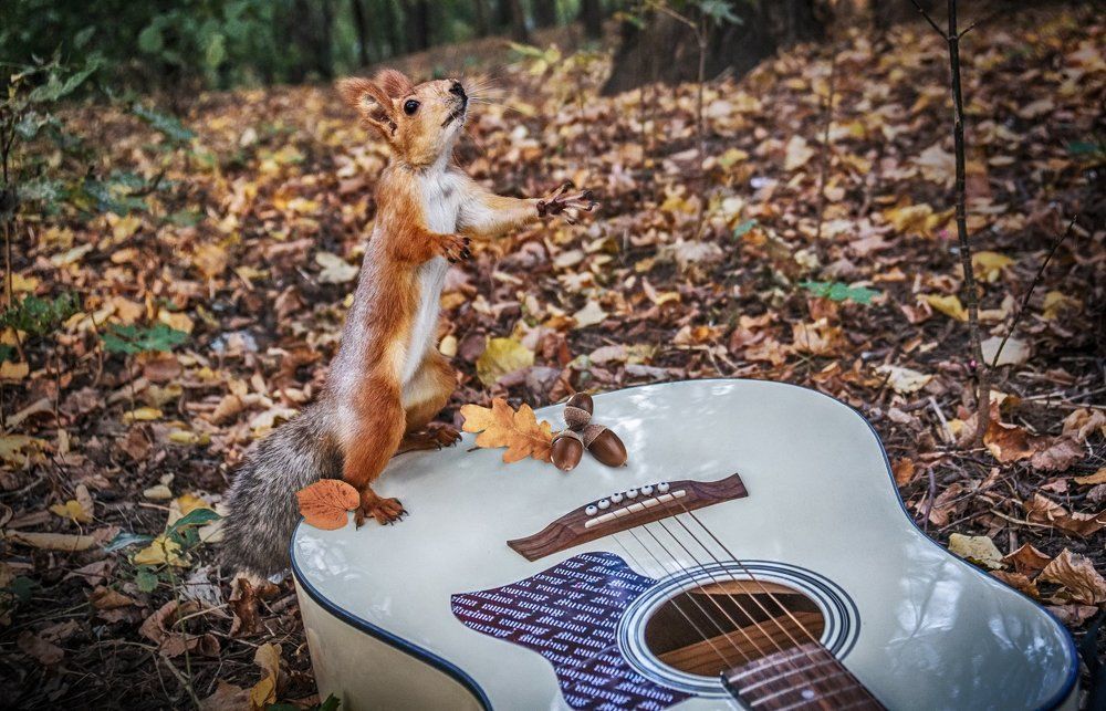 ЛЕСНОЙ ДИРИЖЁР