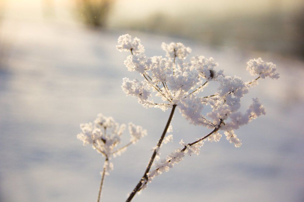 Зимний цветок