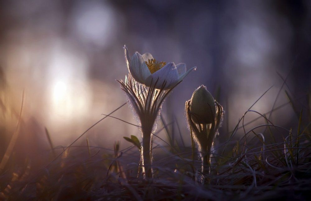 Провожая закат, мы живем ожиданьем восхода ...