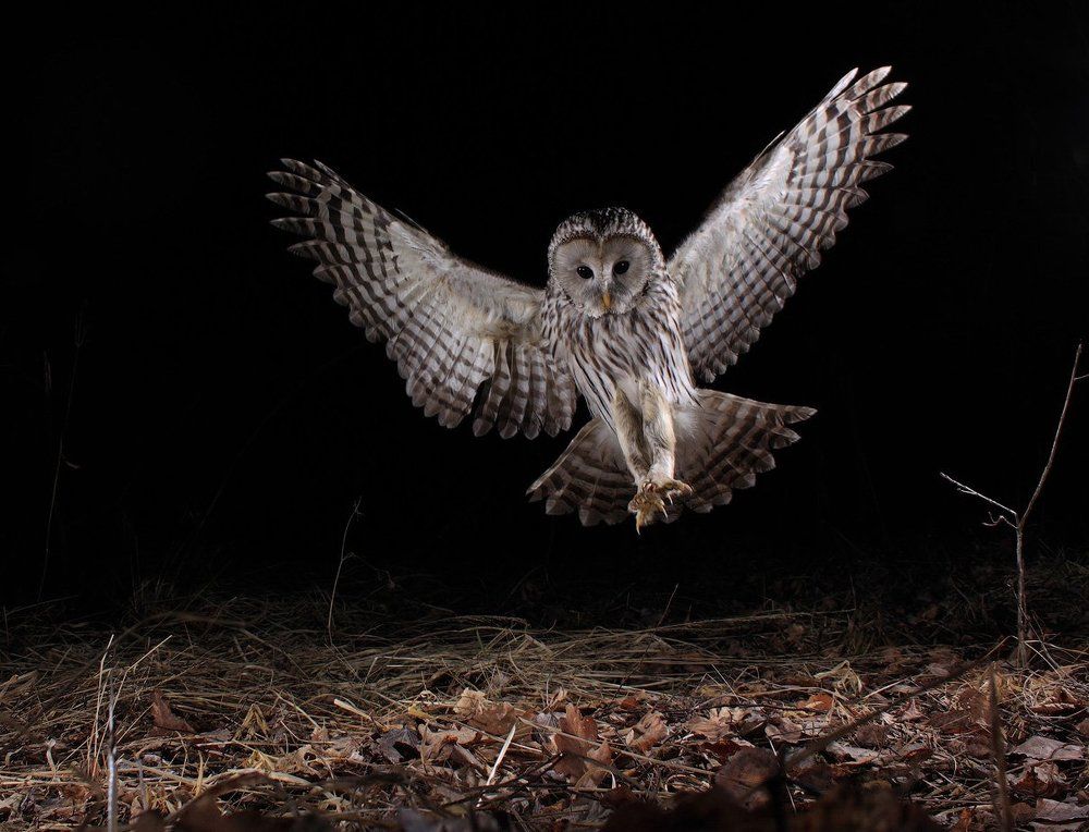 Неясыть в ночной стихии