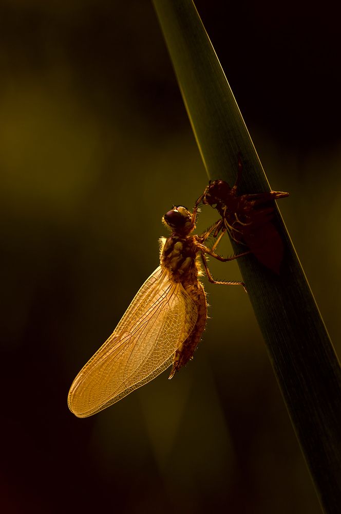 Таинство рождения.