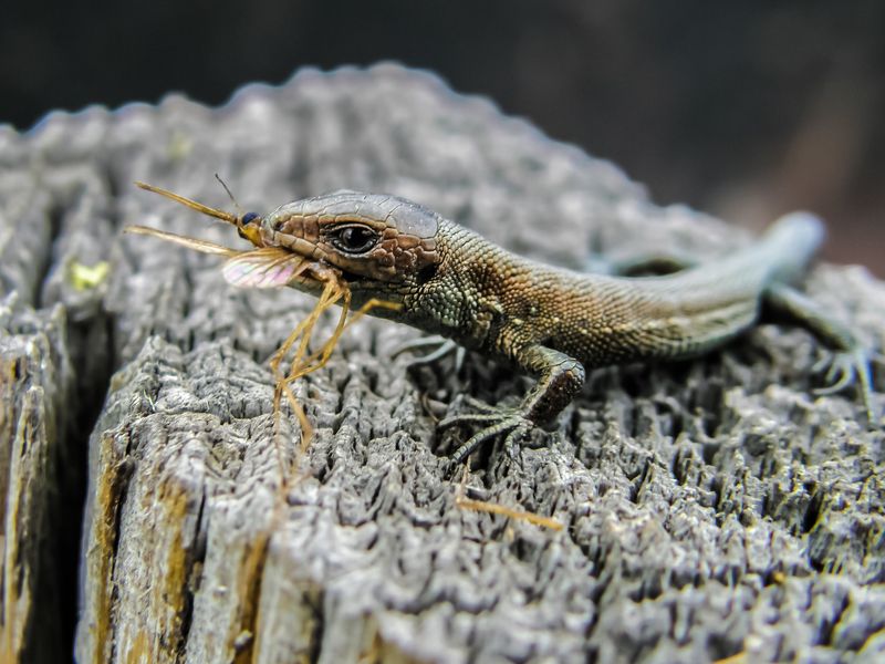 Людмила, Russia