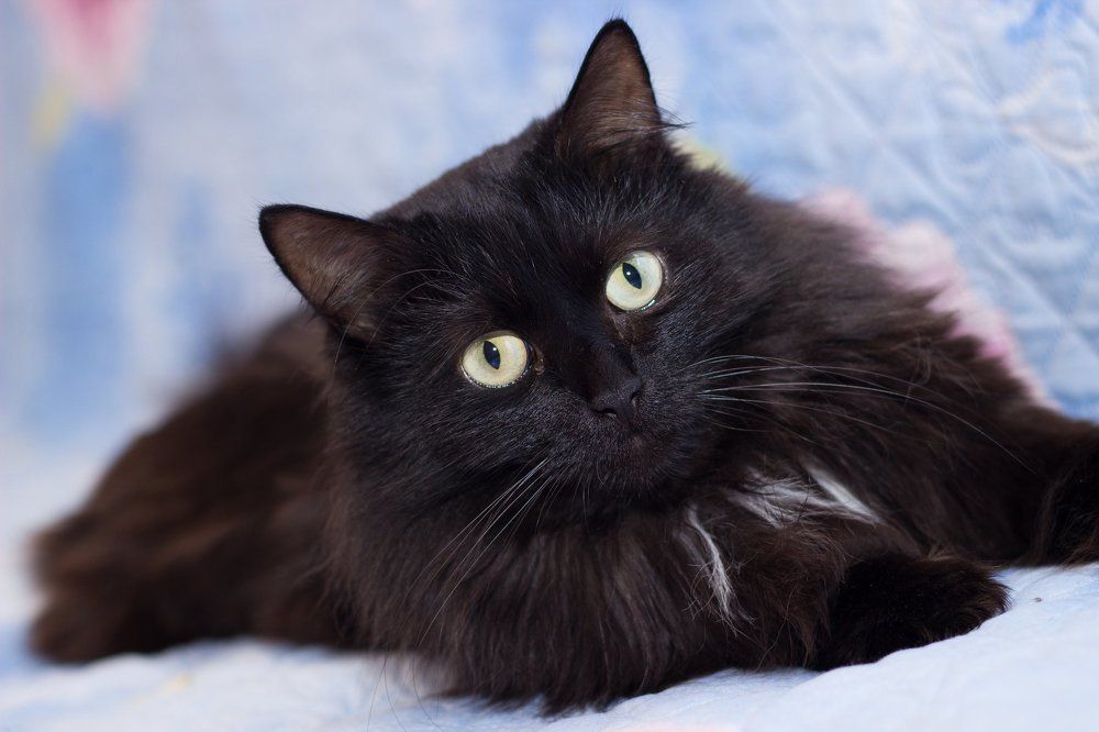 Кот обыкновенный