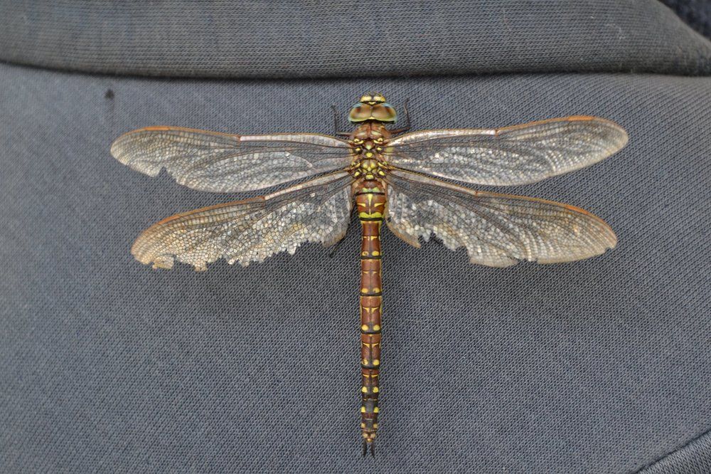 Байкальская стрекозка