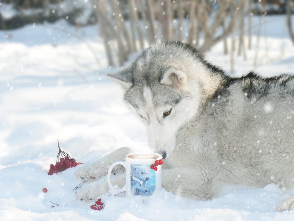 Чаепитие на снегу