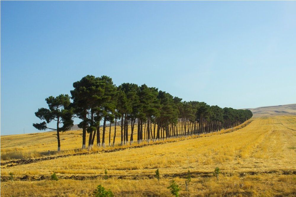 Зеленый путь