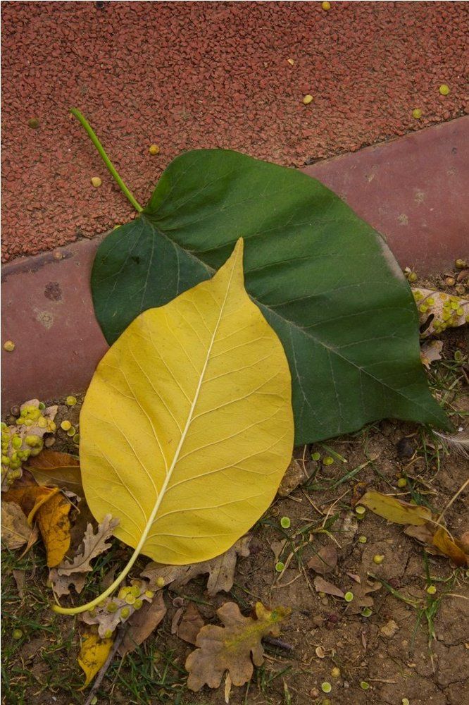 Палитра осени