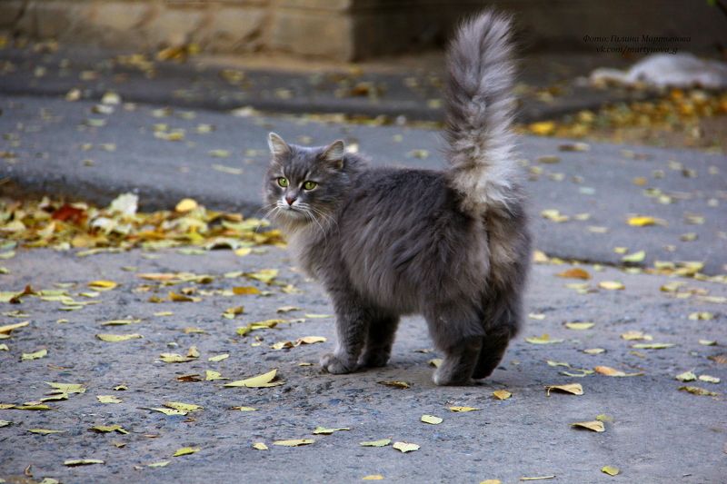 Галина, Russia