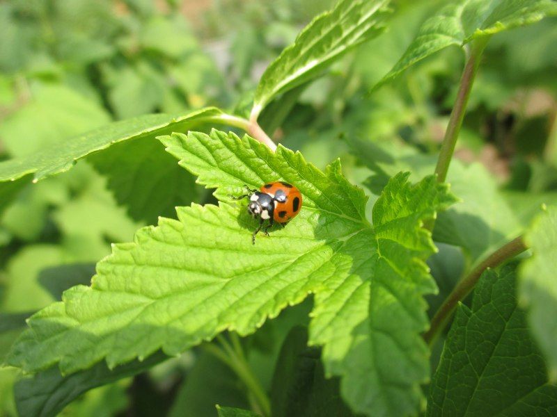 Маргарита, Russia