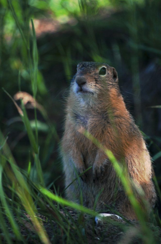 Я: любопытный суслик