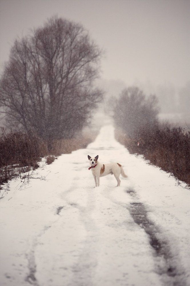 Зимняя дорога