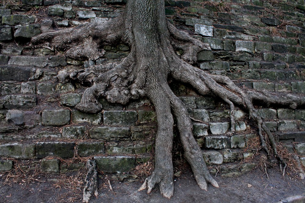 Древесный осьминог