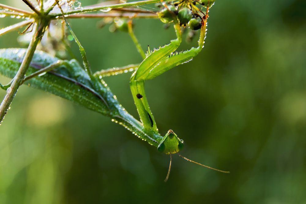 Портрет лица богомола..