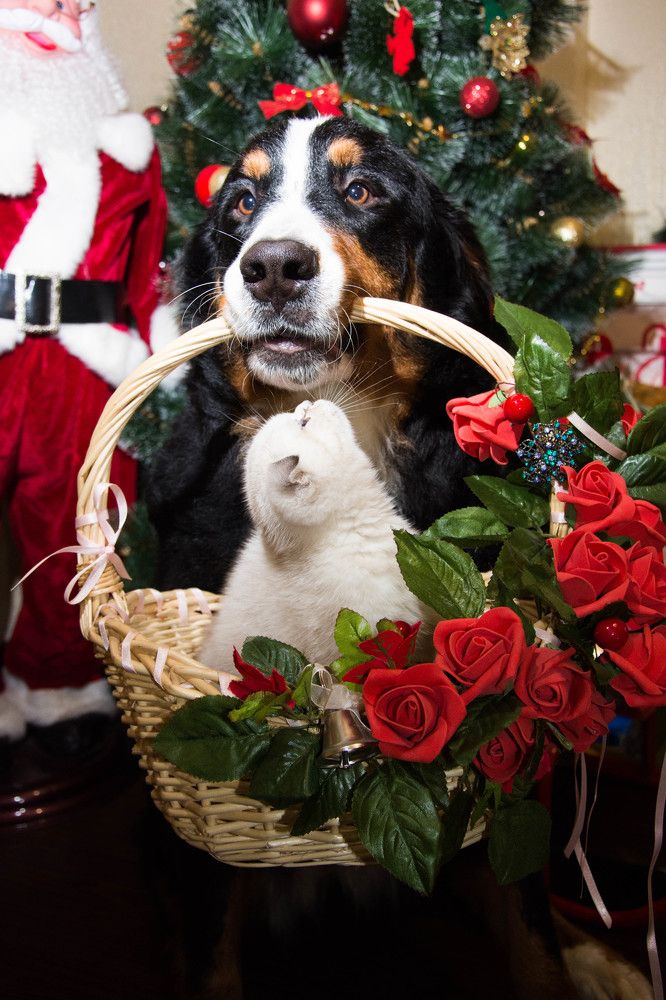 Любовь-морковь и дружба на века...