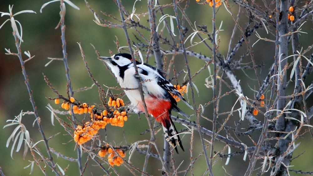 краски зимы