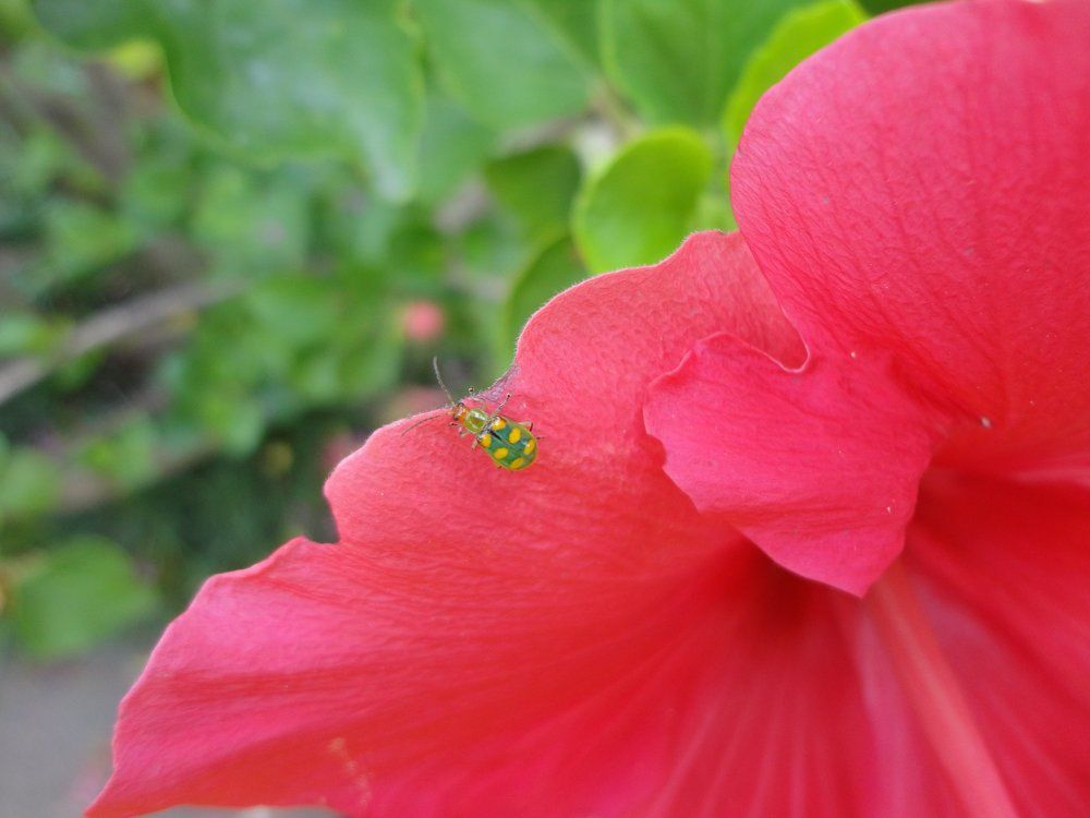 Diabrotica speciosa and the hibiscus flower.