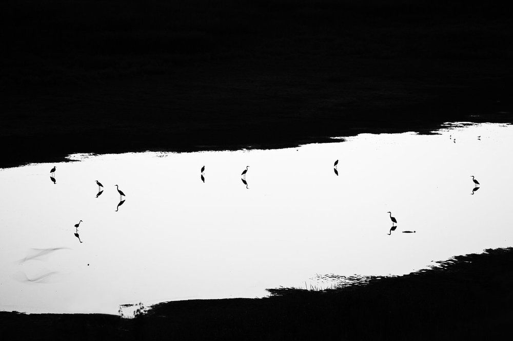 Ночные цапли.