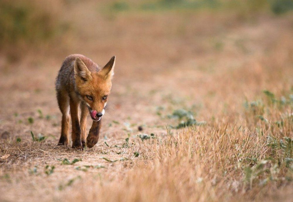 Свирепый Лис !