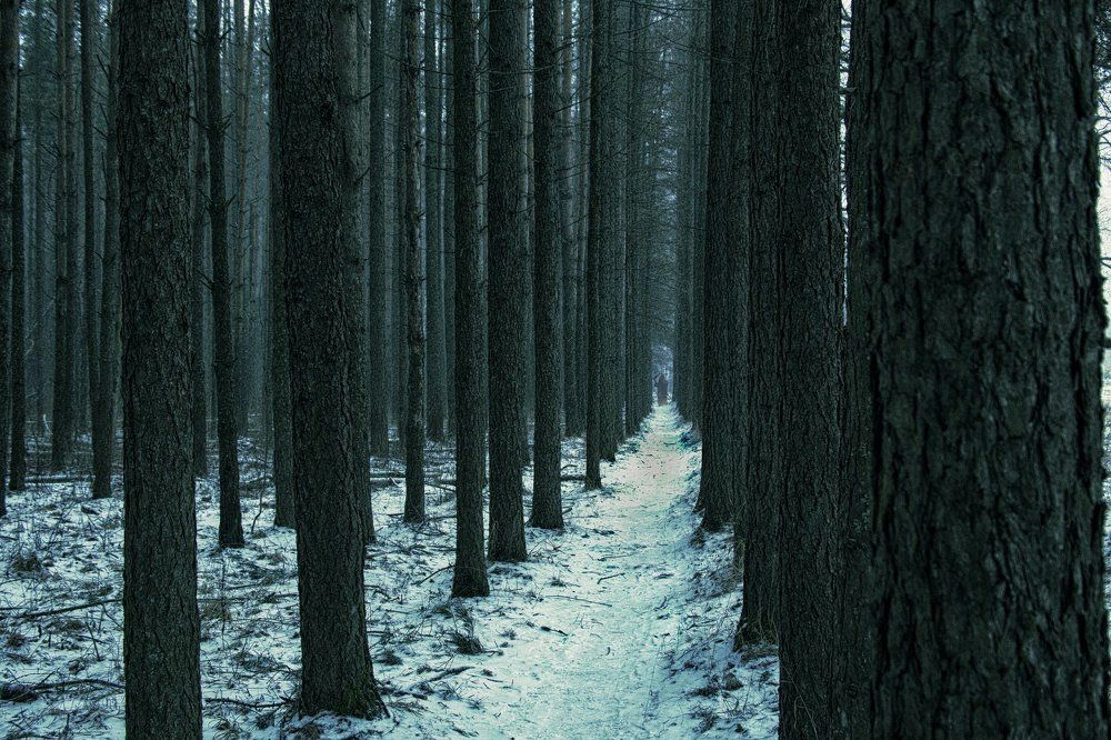 Сосновый бор