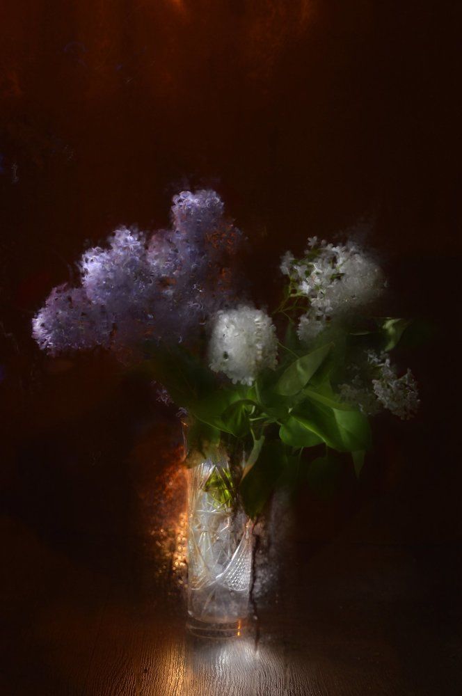 Сирень дождливая