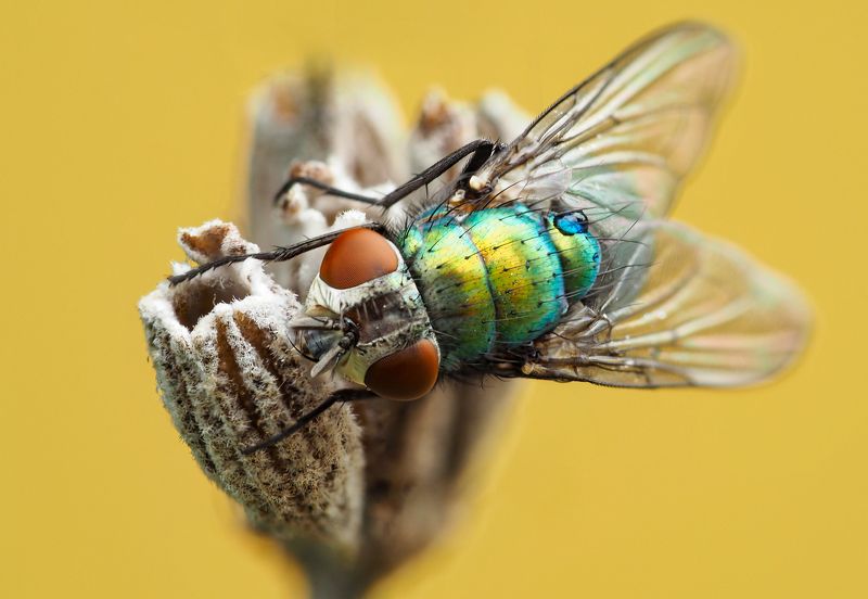 Serhii Kurlia, Ukraine