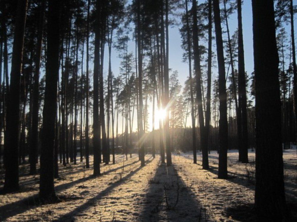 Зимний лес