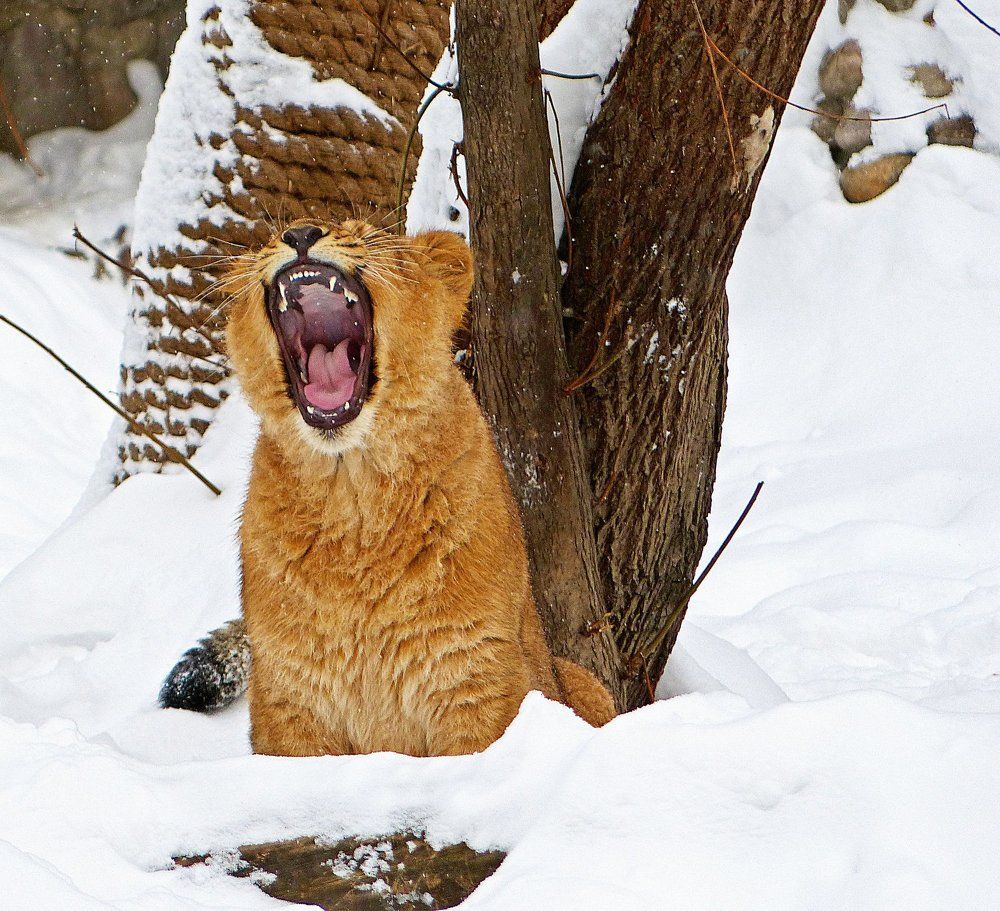 Добрый ,человек ,возьми домой котеночка -:)))