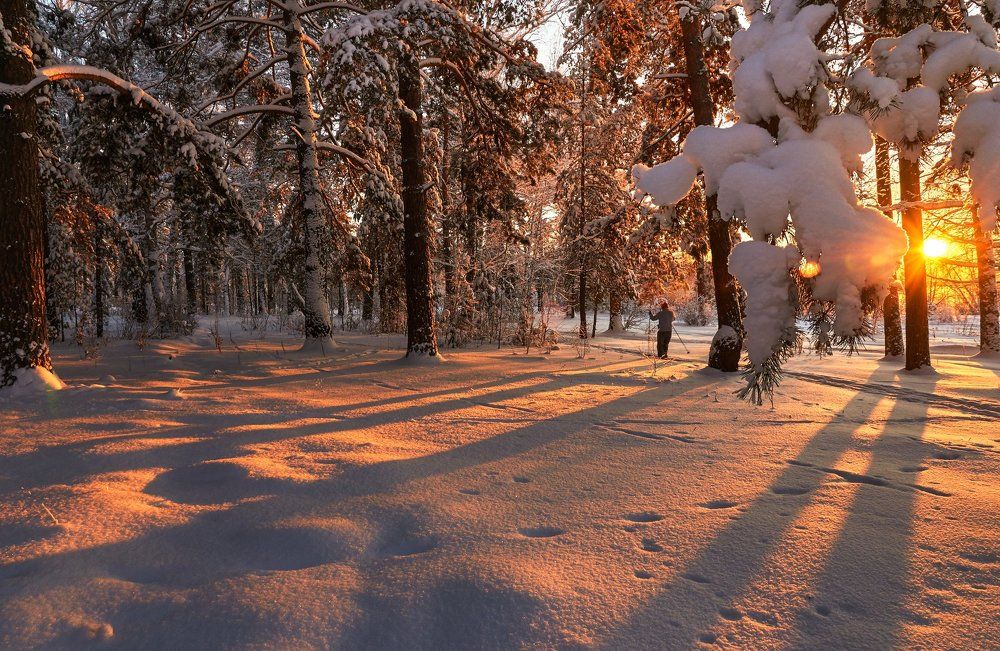 Краски зимнего леса.
