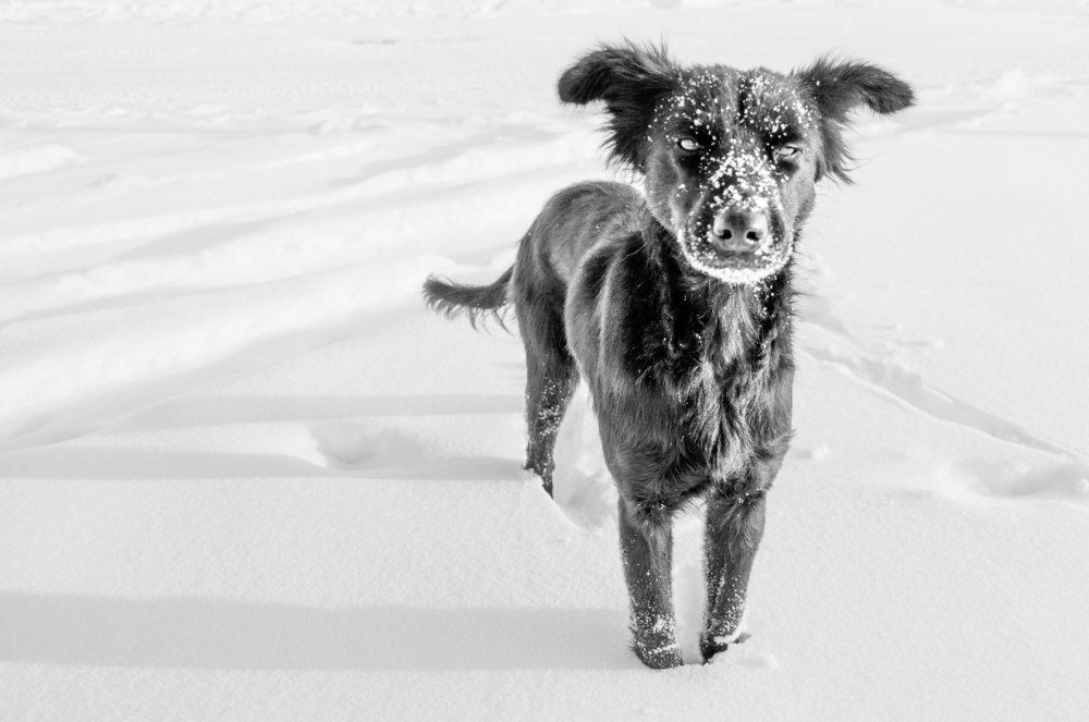 Черное на белом