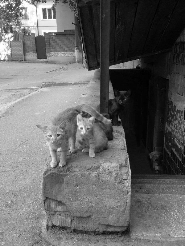 Карлионс, Ukraine