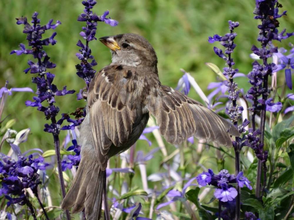 Животный Мир