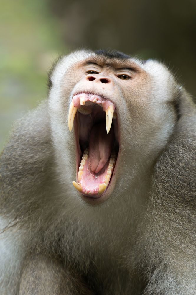 Photograph by Livines Annamalai