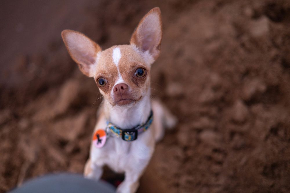 Фотография автора Алина Павлова