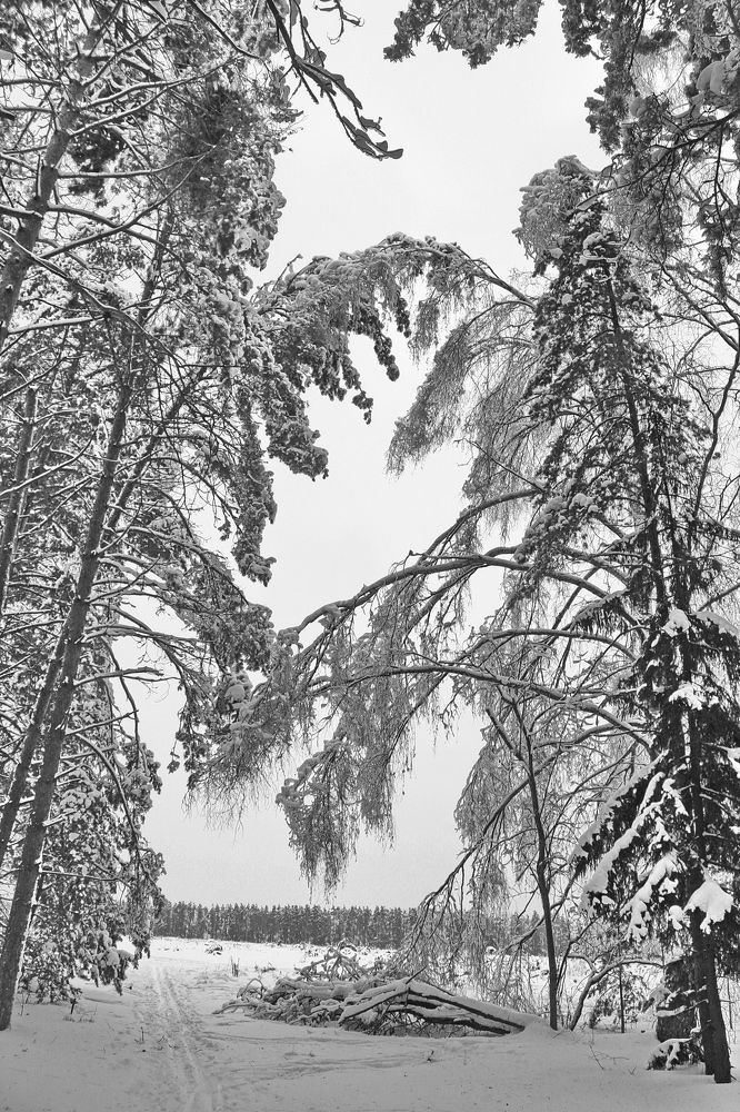 Подмосковье. Январь.